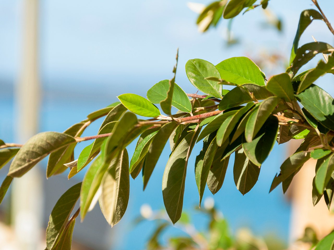 8 Susans Bay Road PRIMROSE SANDS 14