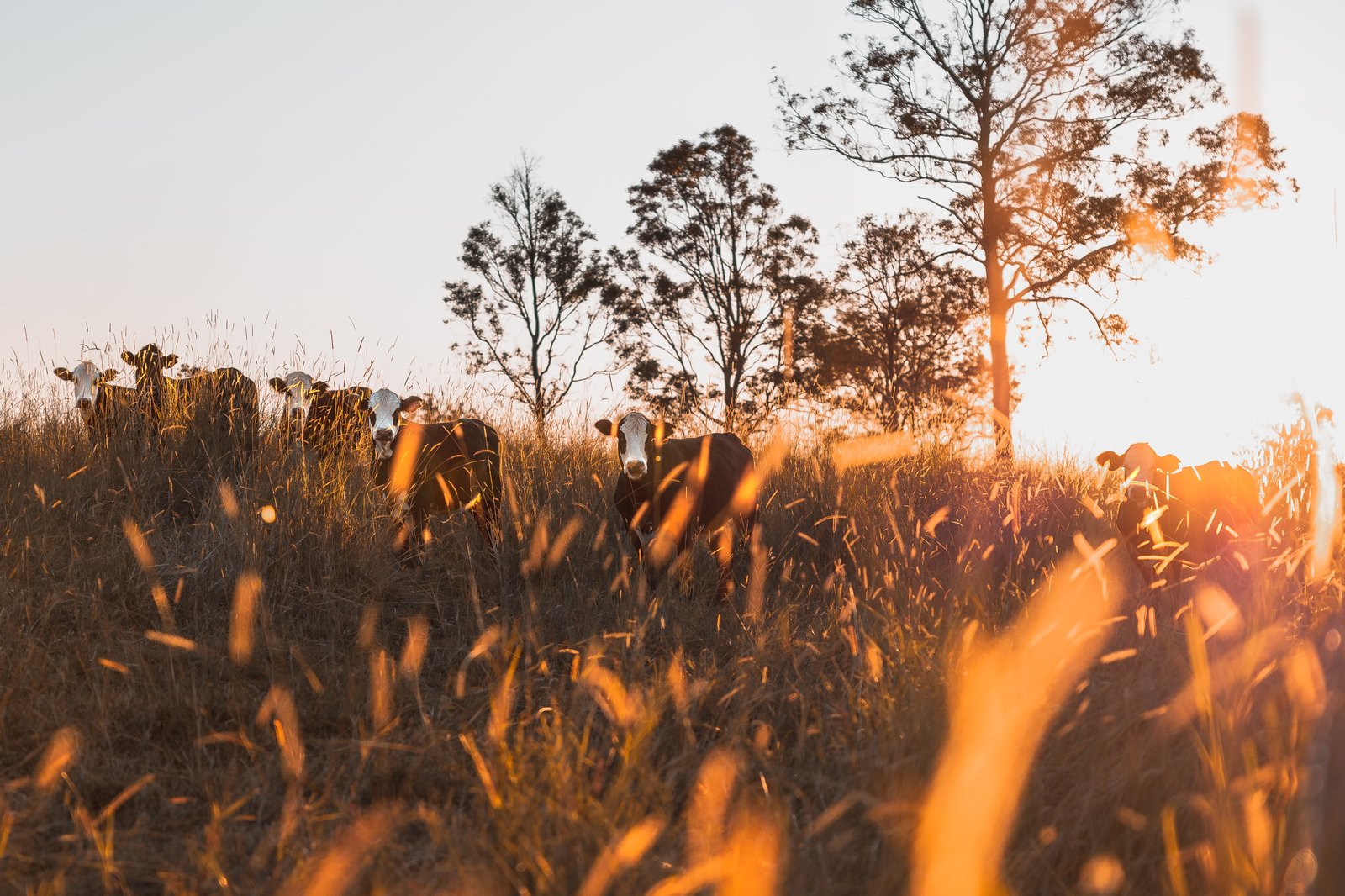 80-84 Windarra Place KYOGLE 20