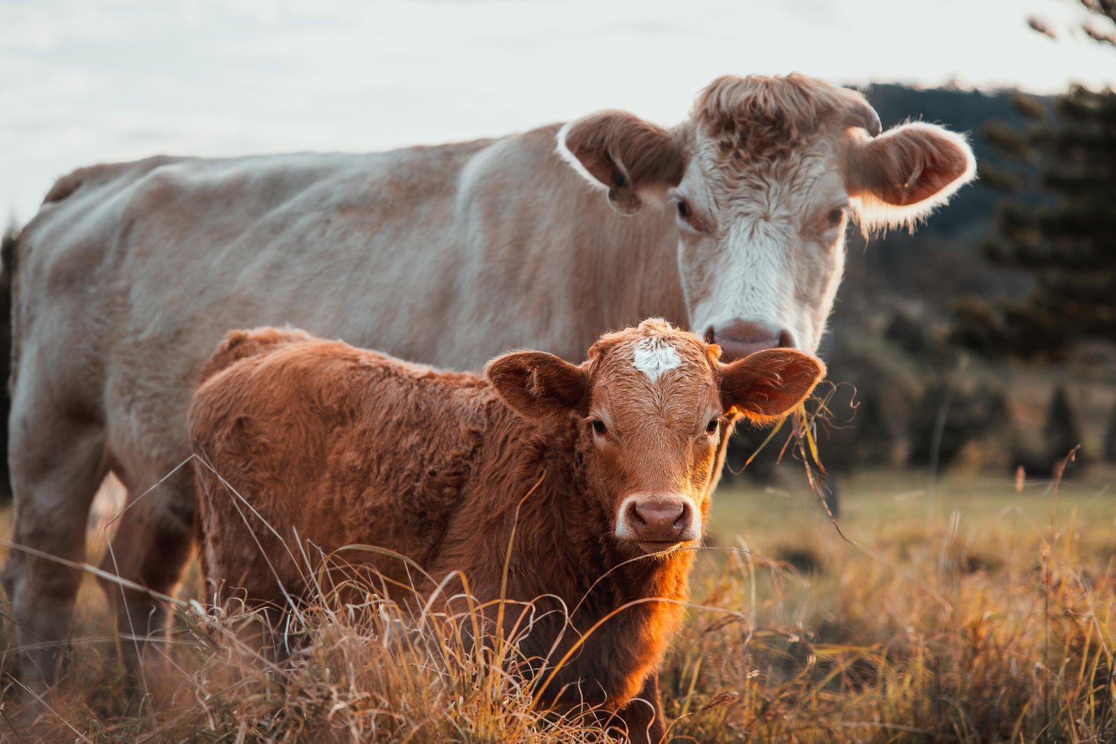 80-84 Windarra Place KYOGLE 24