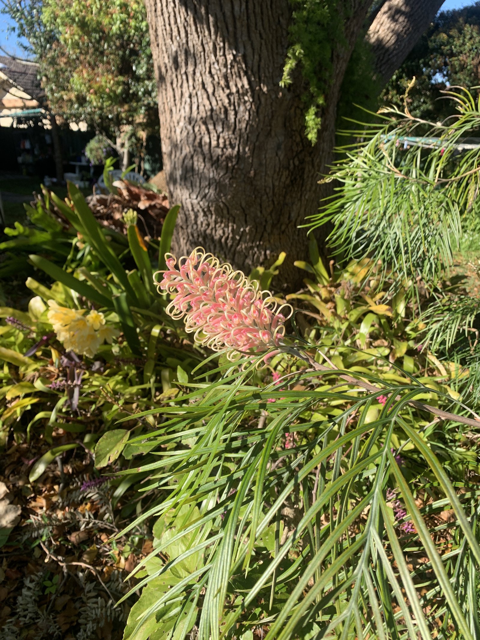 81a Letitia St  OATLEY 12