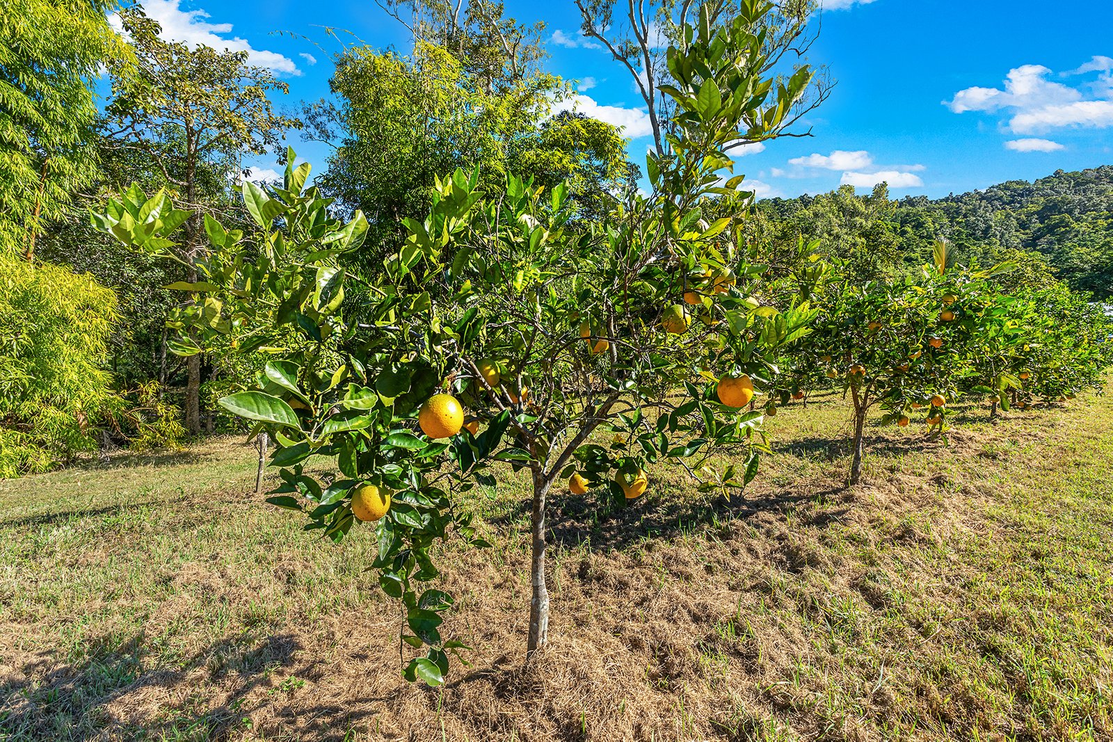 82 Gillies Road STRATHDICKIE 22