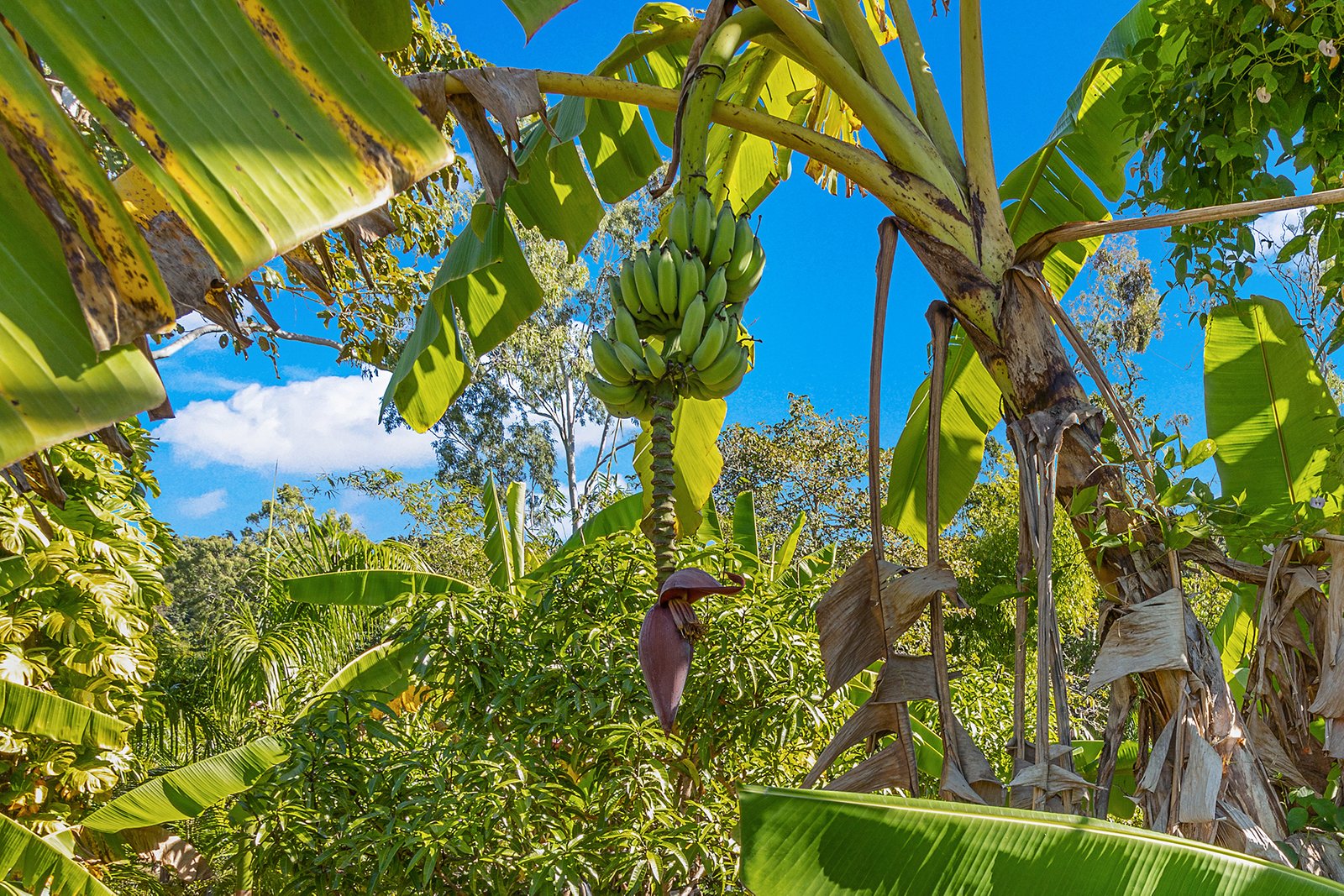 82 Gillies Road STRATHDICKIE 25