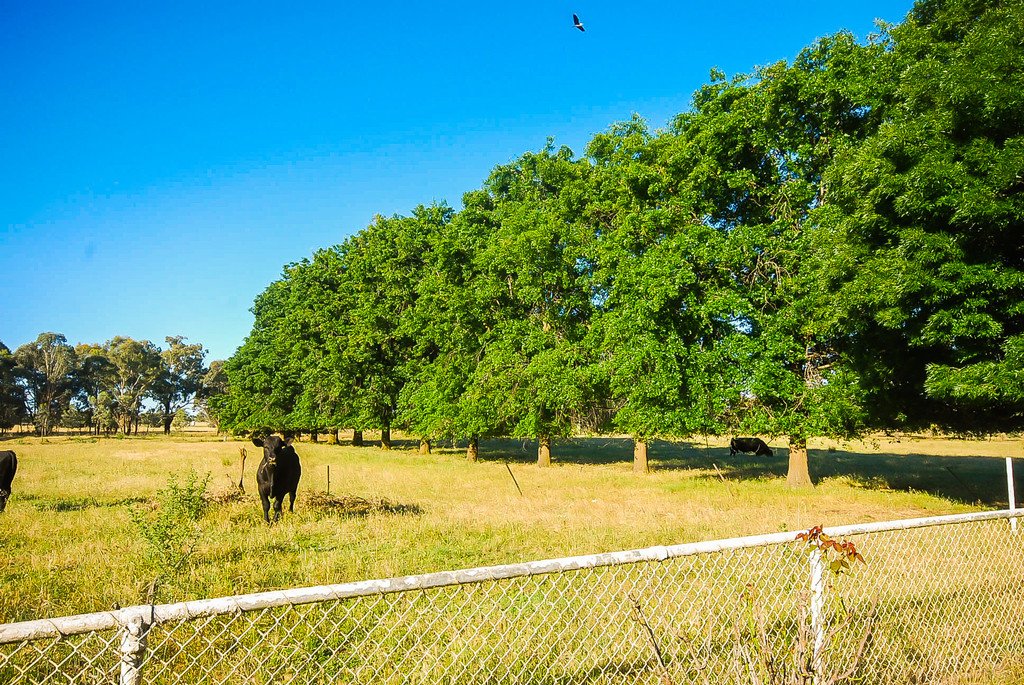 823 Gregadoo East  WAGGA WAGGA 6