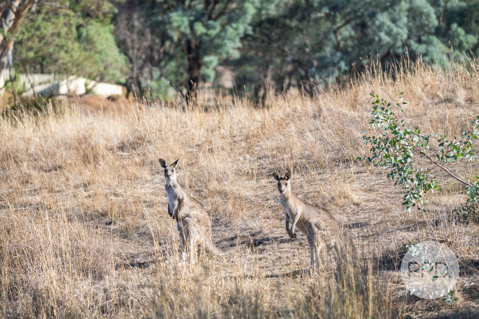 827-841 Centaur Road HAMILTON VALLEY 6