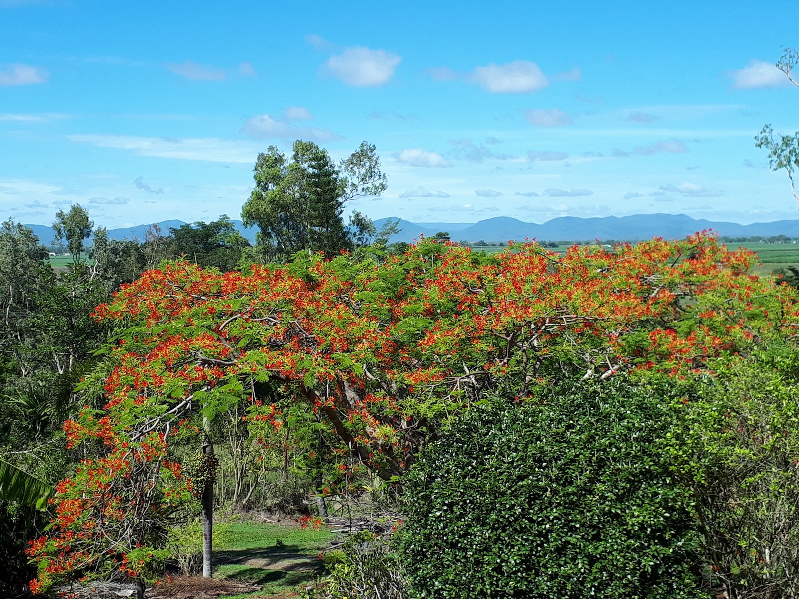 84 Tyree Road MOUNT JULIAN 26