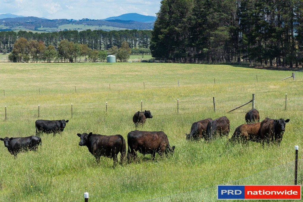 847 Hoskinstown Road HOSKINSTOWN 9