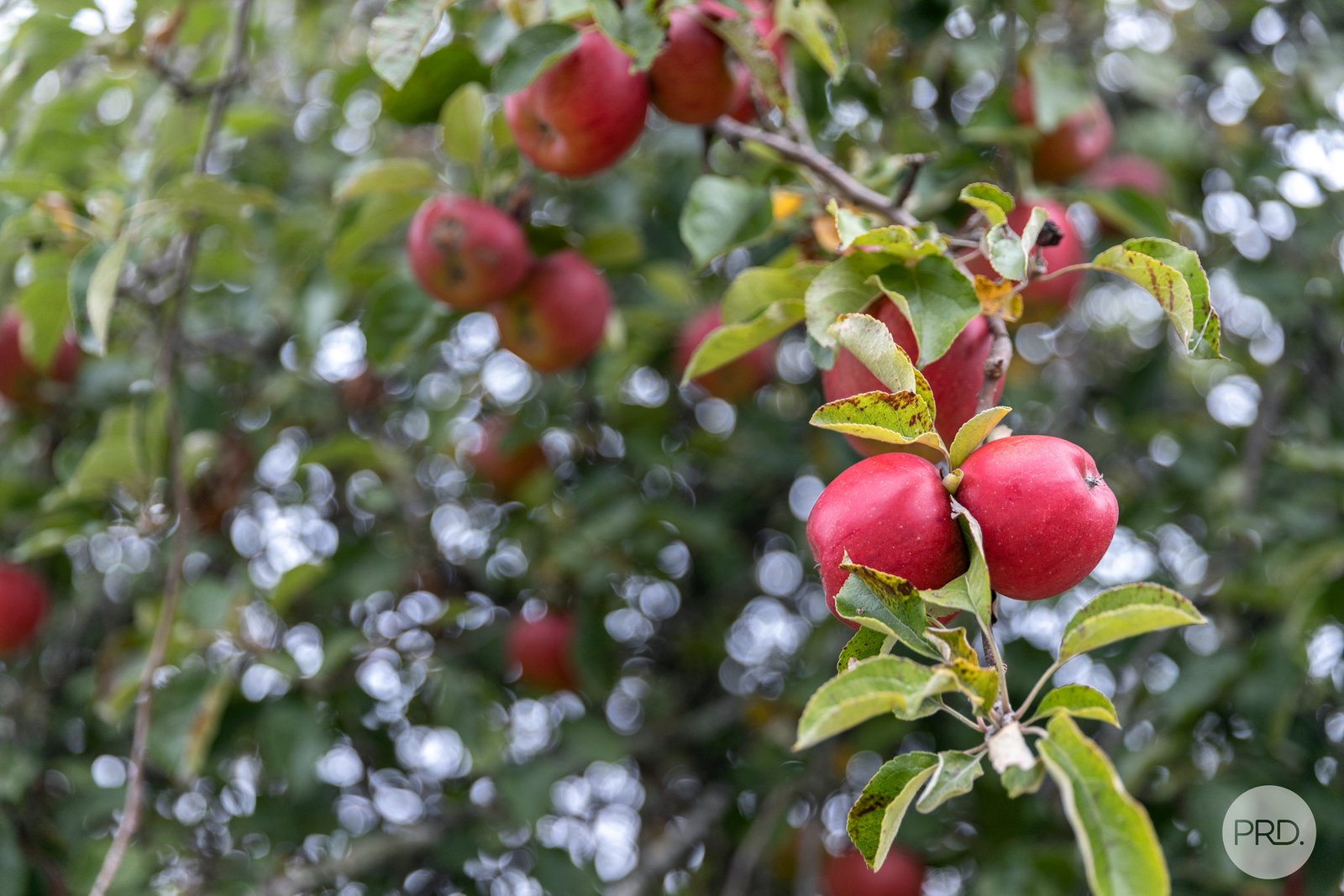 85 Laverys Road MOUNT BOLTON 8