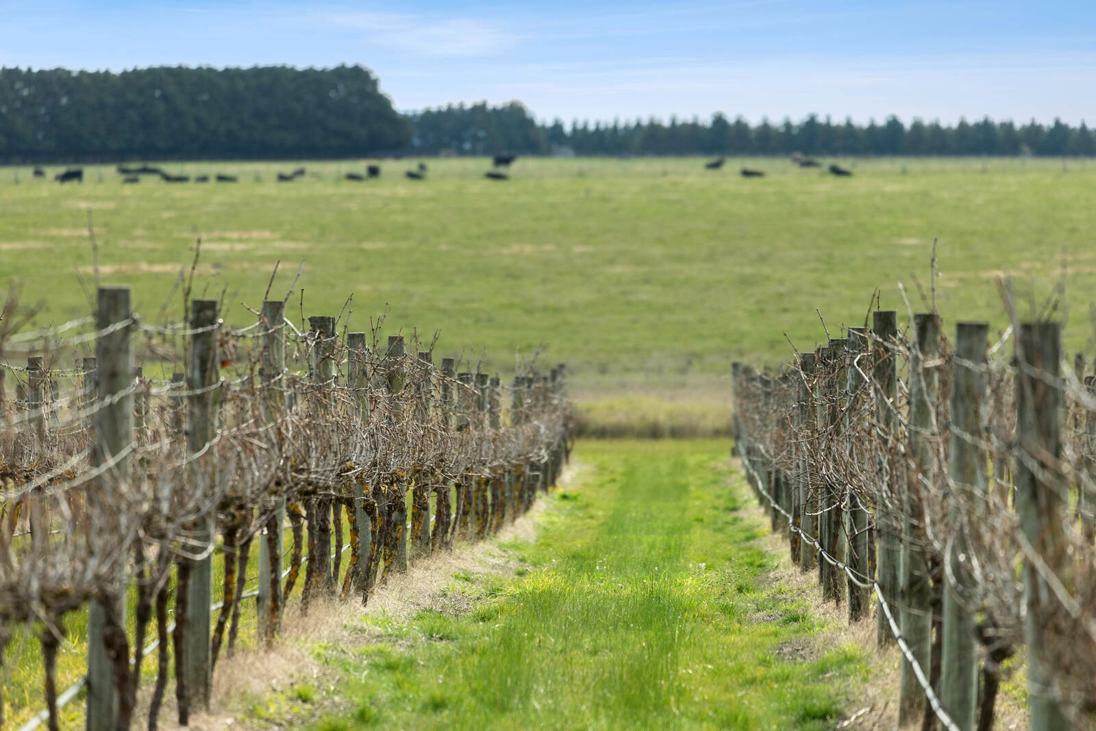 Real Estate and Property in 880 Winchelsea-Deans Marsh Road, Winchelsea South, VIC