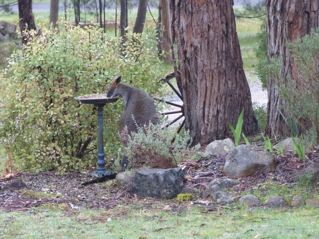 89 Nintingbool Road NINTINGBOOL 19