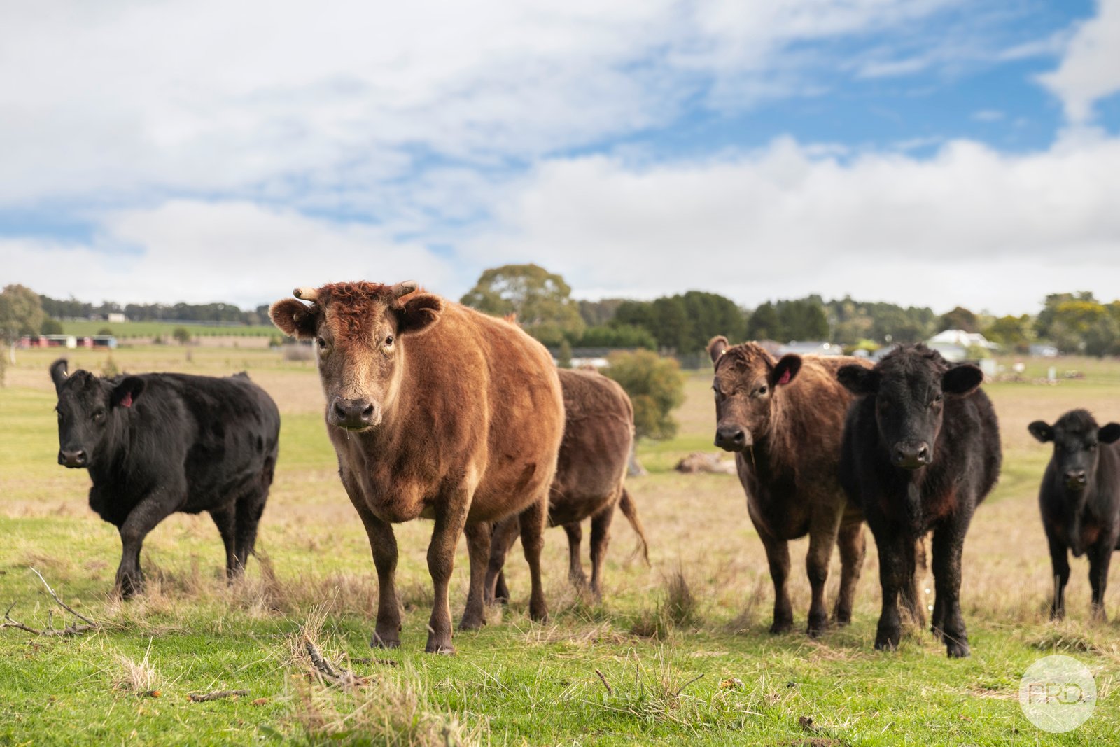 9 Stag Road ALLENDALE 25