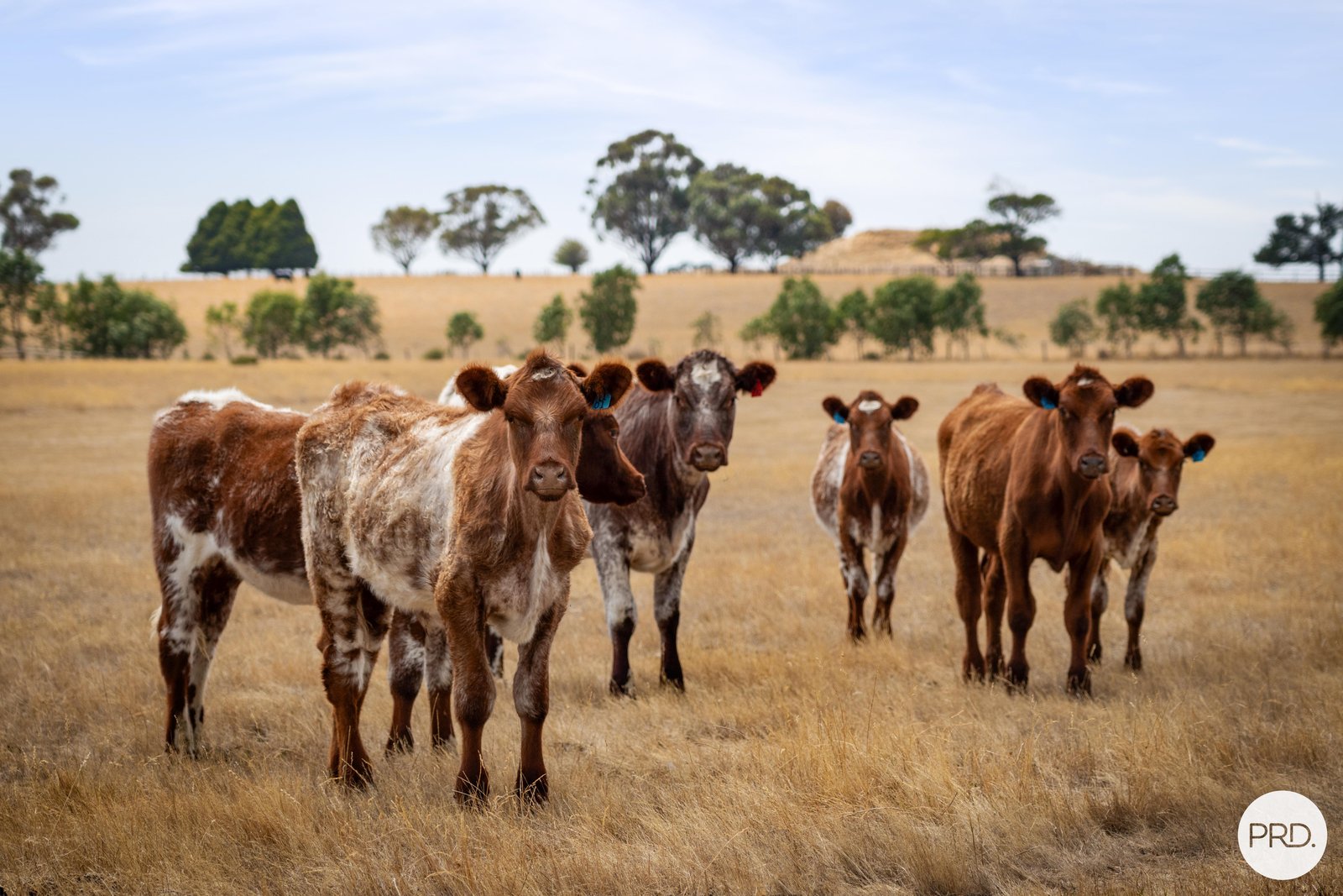 9 Stag Road ALLENDALE 18