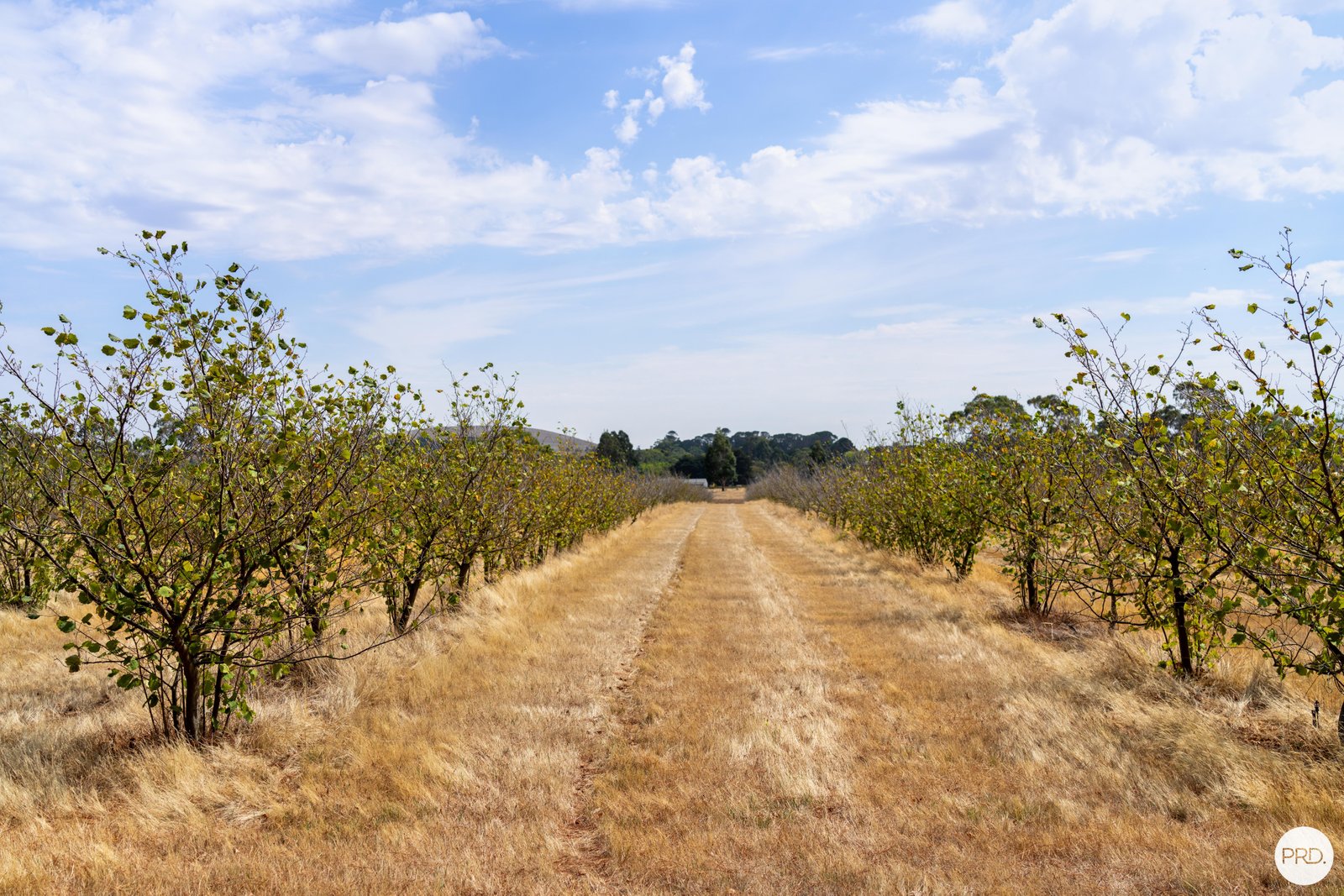 9 Stag Road ALLENDALE 19