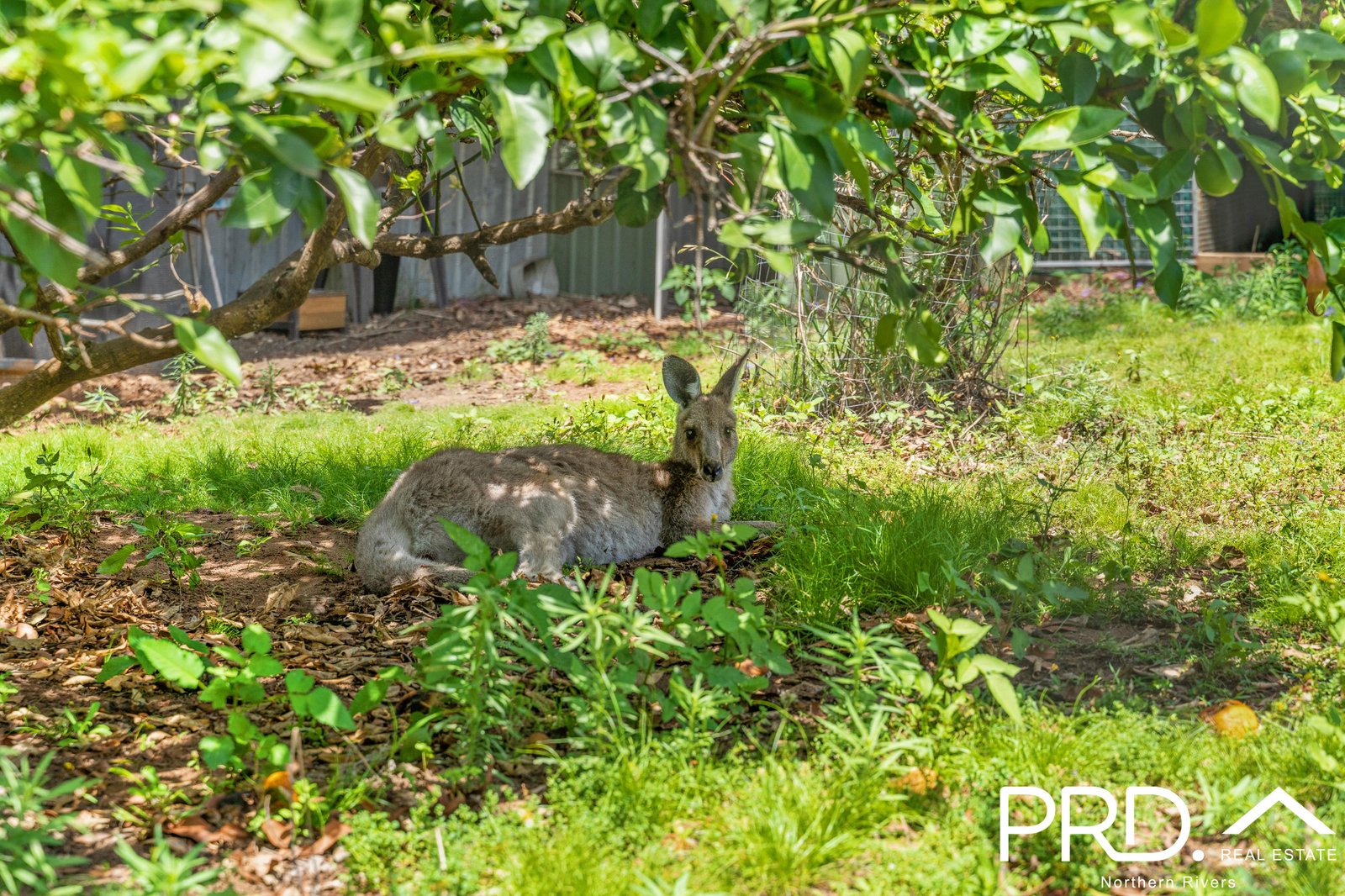 90 Iron Pot Creek Road, Ettrick  KYOGLE 3