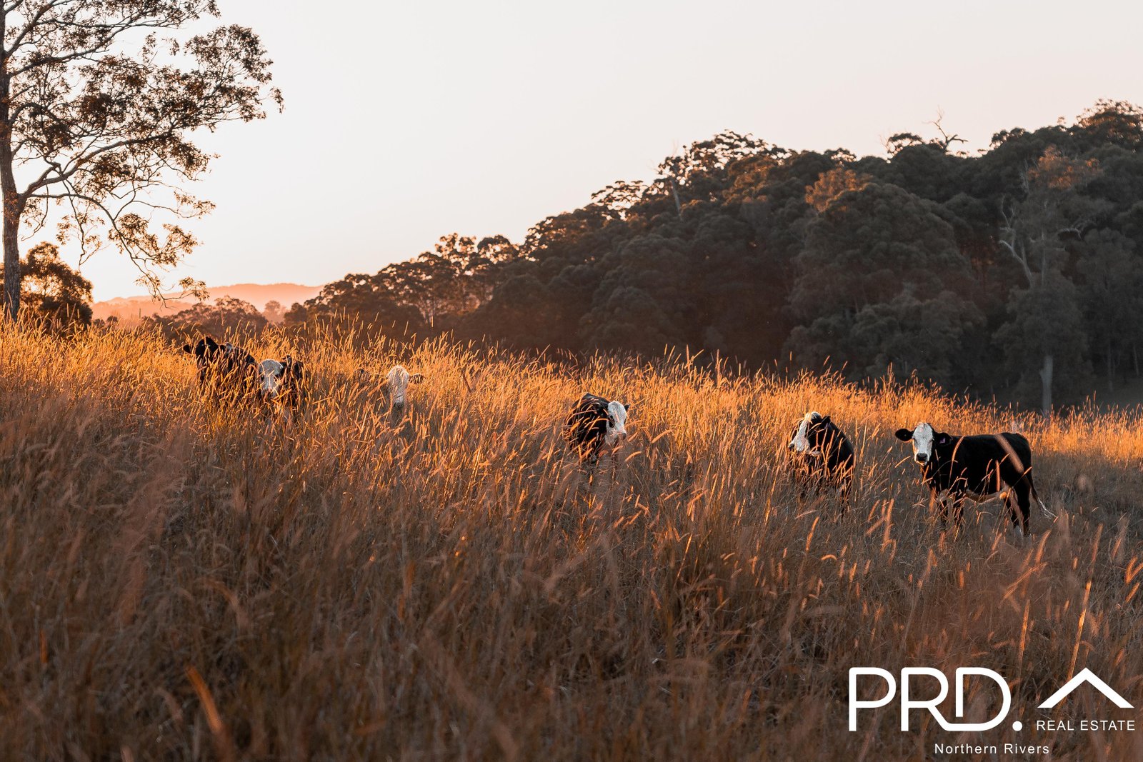 91-93 Windarra Place KYOGLE 3