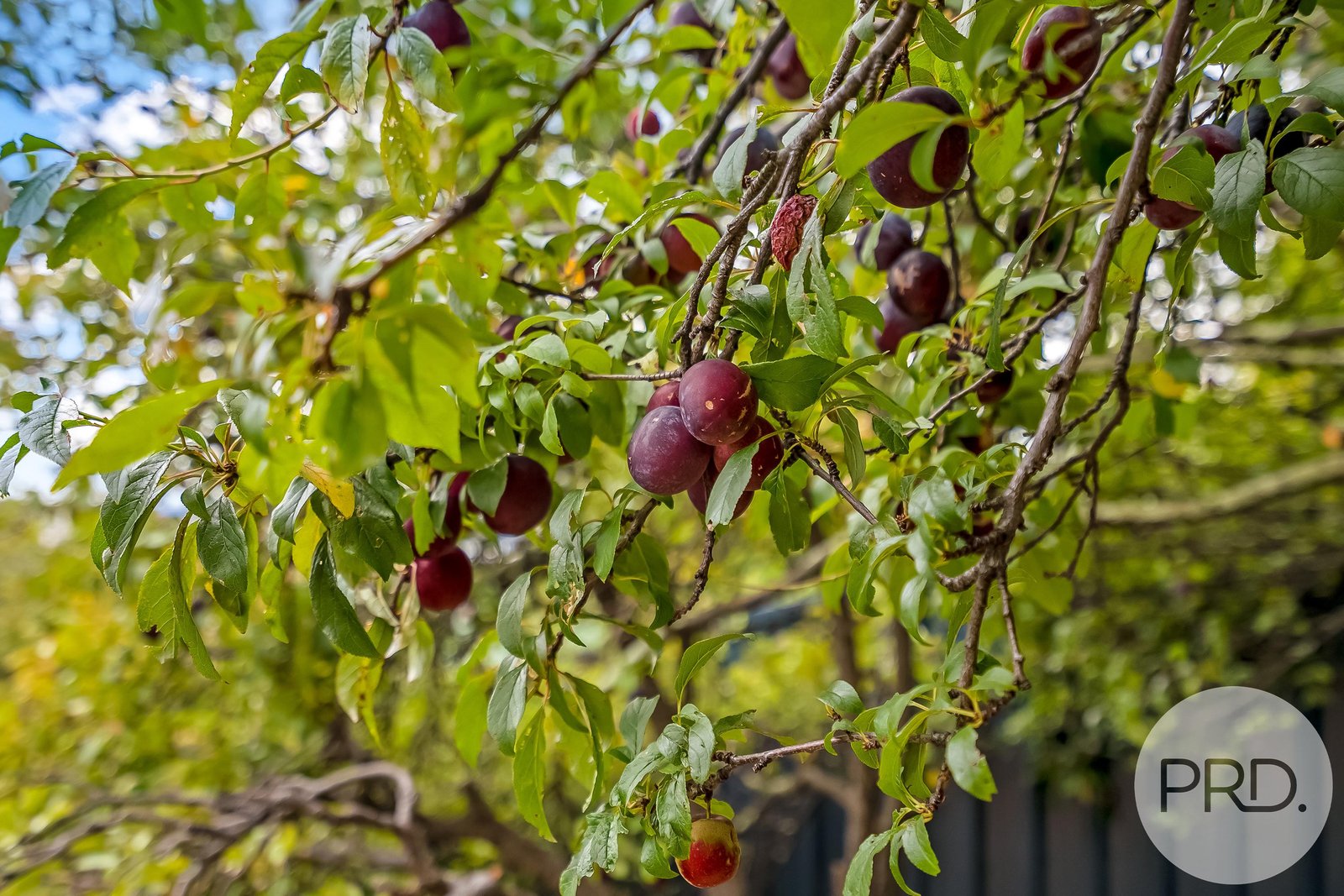 91 Springfield Avenue WEST MOONAH 19