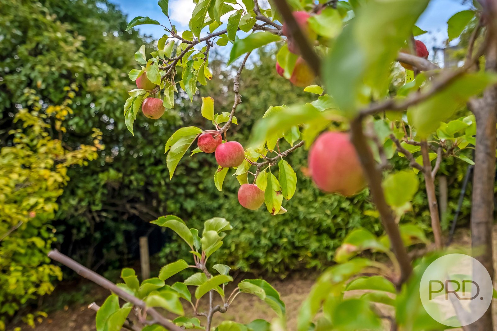 91 Springfield Avenue WEST MOONAH 20