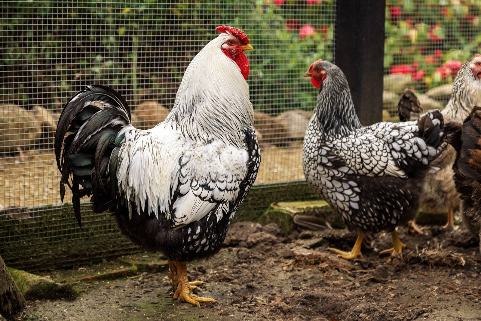 Real Estate and Property in 92 Cherokee Road, Kerrie, VIC