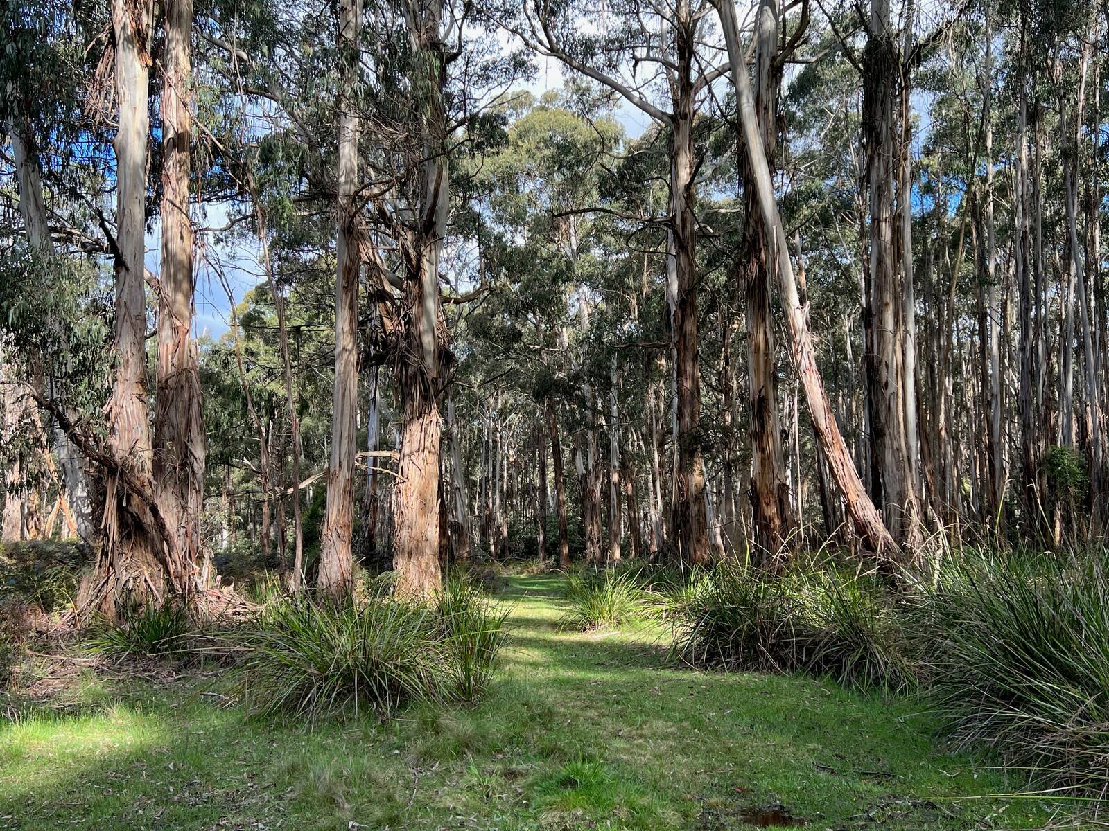 Real Estate and Property in 92 Cherokee Road, Kerrie, VIC