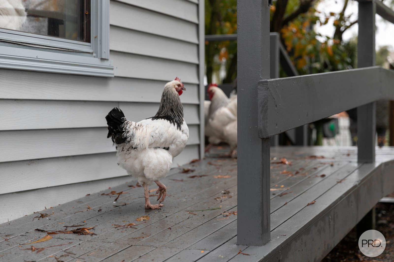 93 Main Street GORDON 13