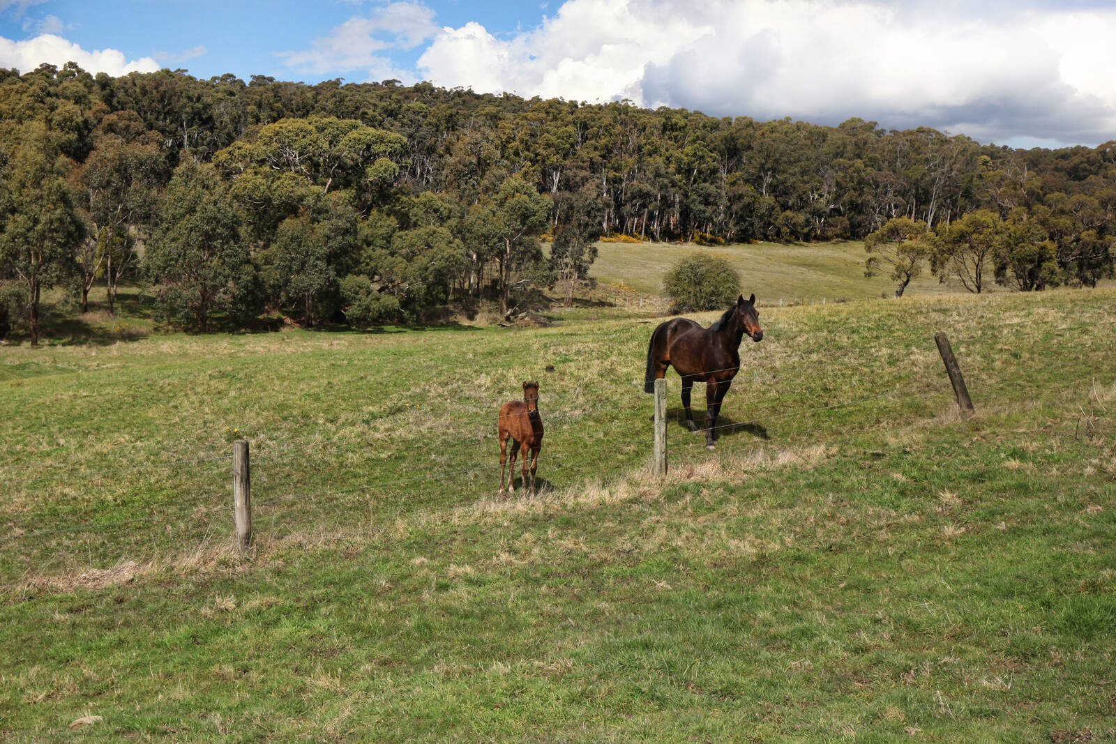Real Estate and Property in 95 Muntzs Road, Woodend, VIC