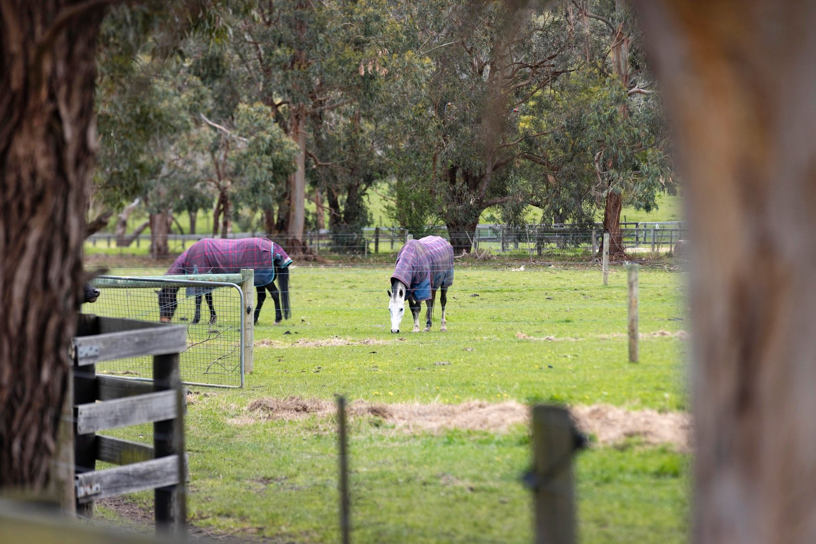 96 Bittern-Dromana Road, Balnarring, 3926