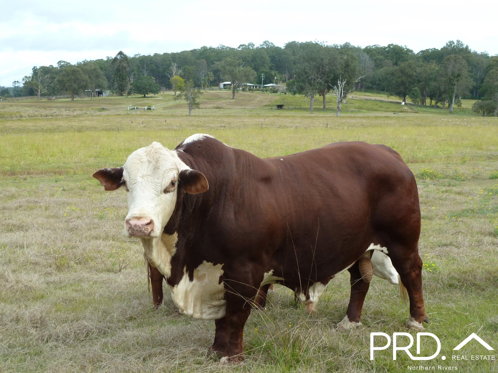 97 Woods Road DOBIES BIGHT 3