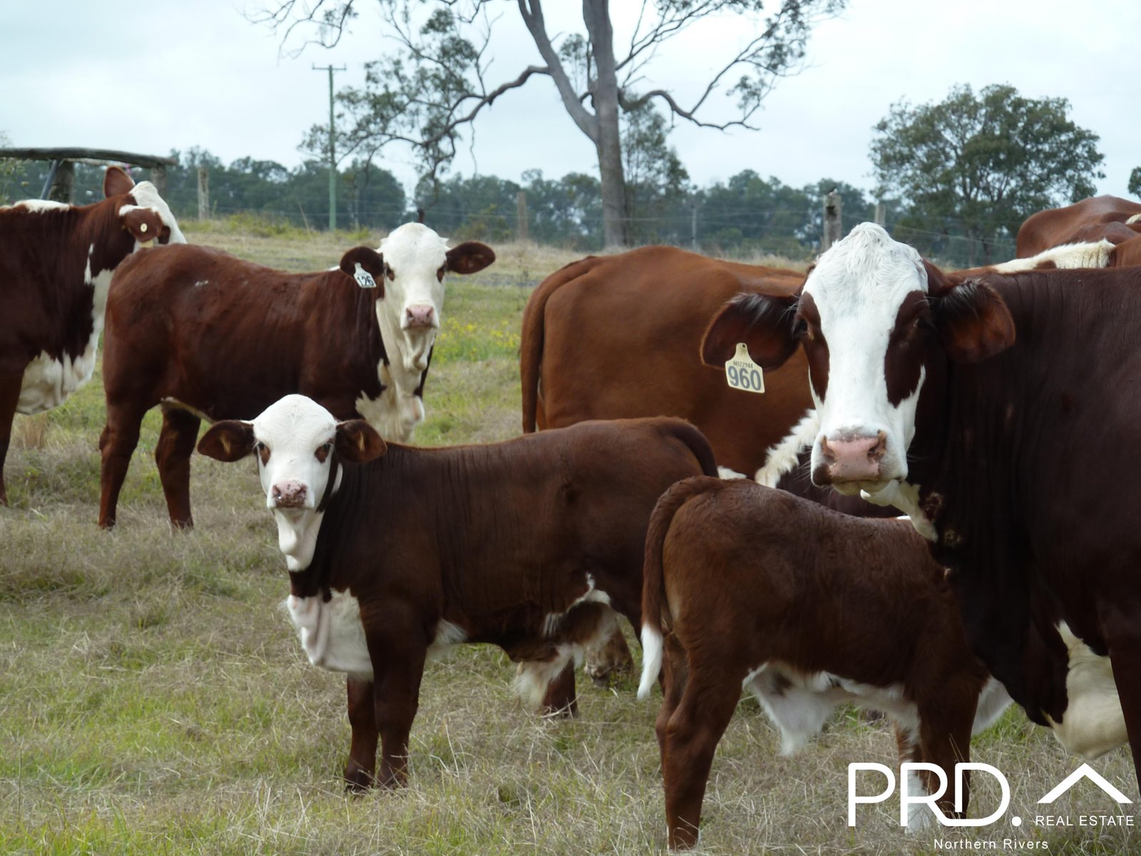 97 Woods Road DOBIES BIGHT 19