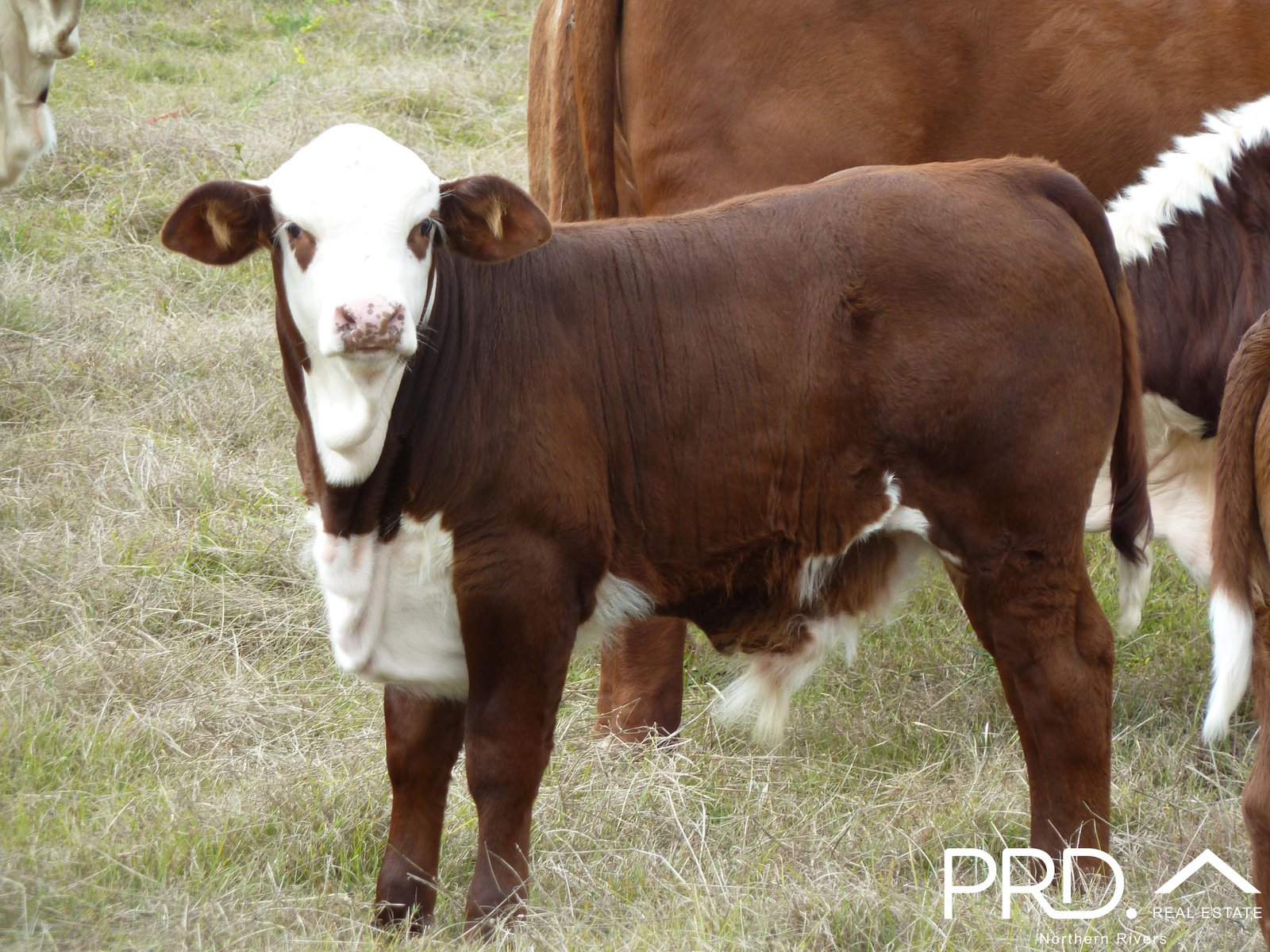 97 Woods Road DOBIES BIGHT 20