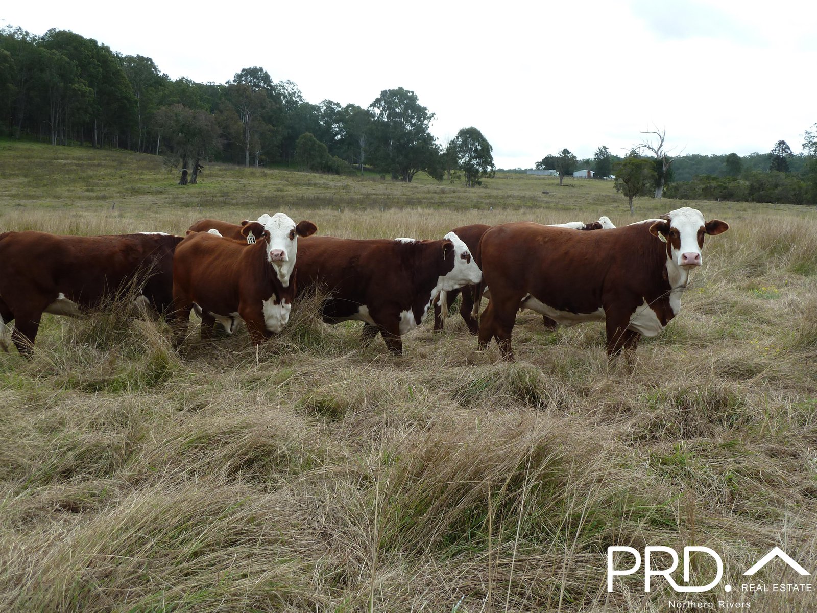 97 Woods Road DOBIES BIGHT 21