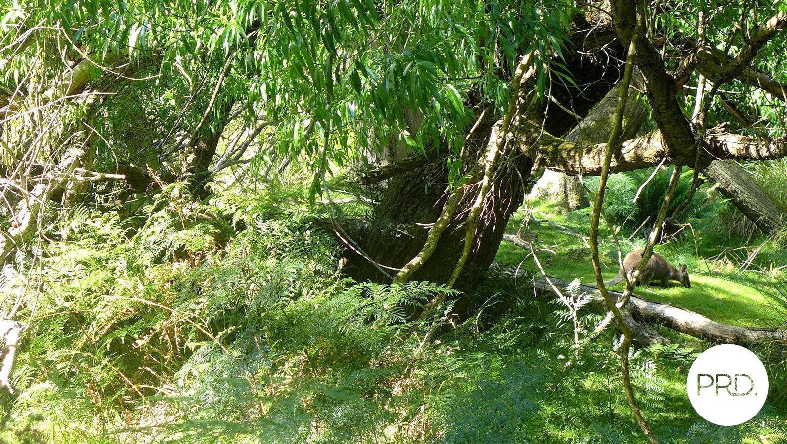 99 McKenzies Road MOLESWORTH 23