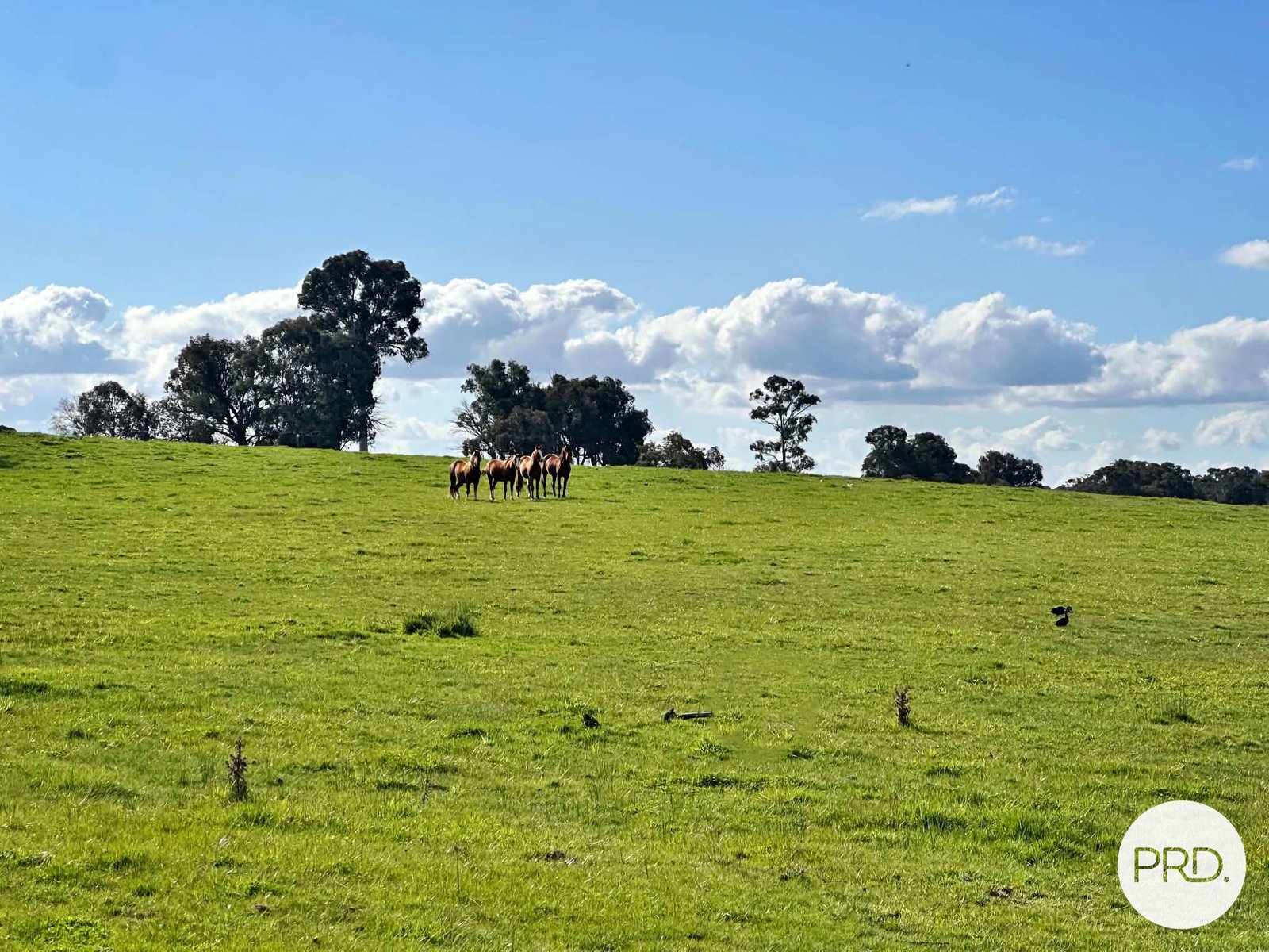 B//DP382268 Murrays Crossing Road TUMBARUMBA 14