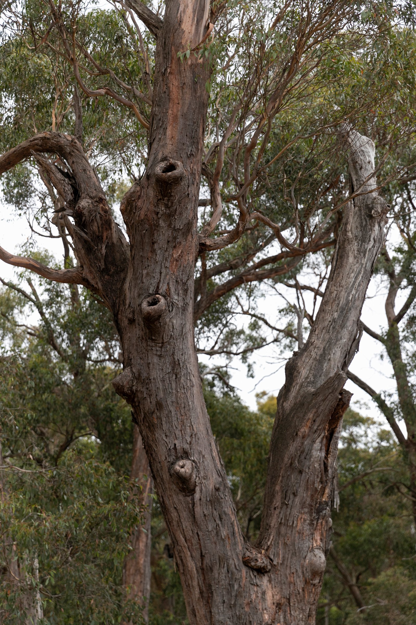 CA102 Strawberry Glen Lane BUNINYONG 16