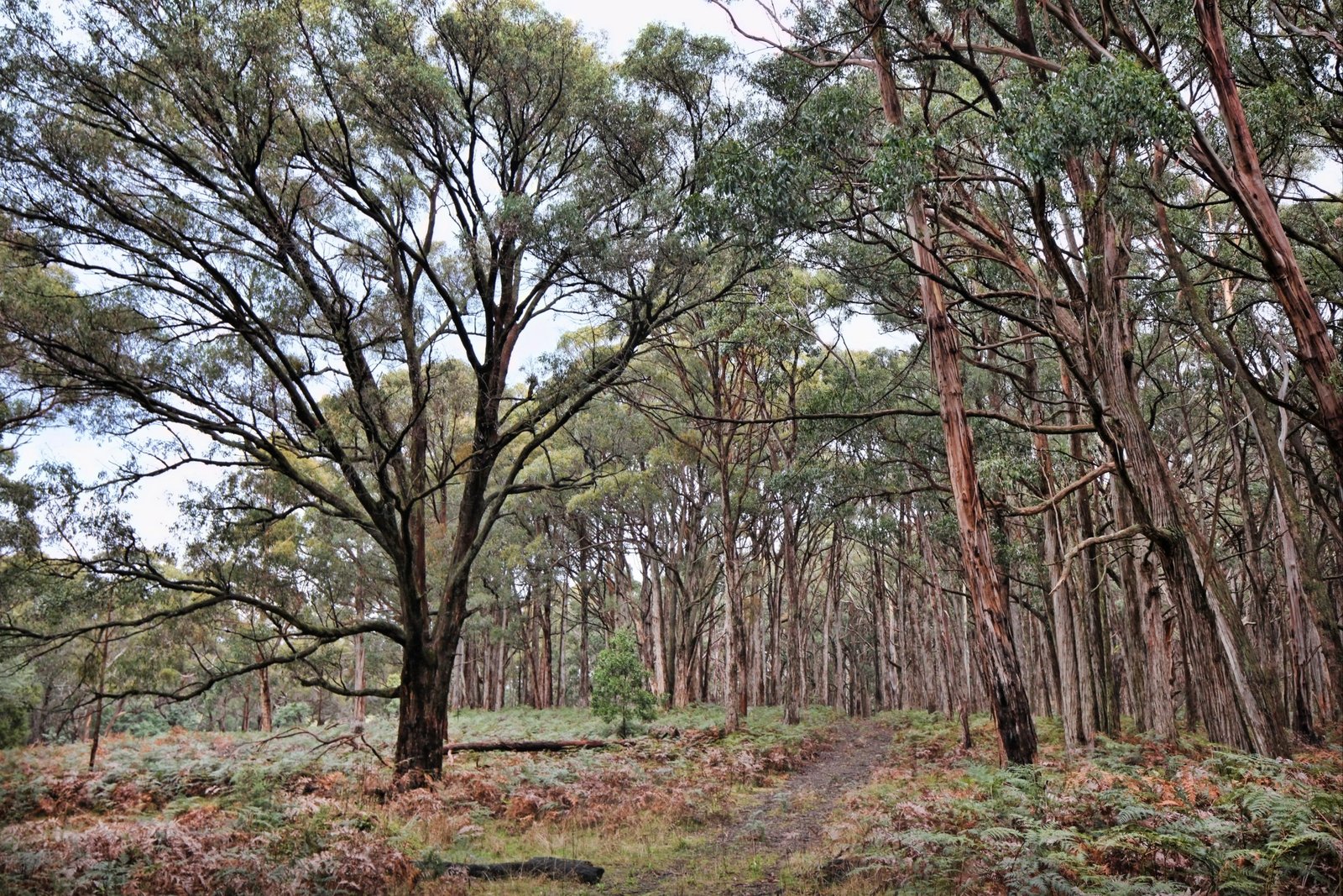 Real Estate and Property in Crown Allotment 29 Salisbury Road, Spring Hill, VIC