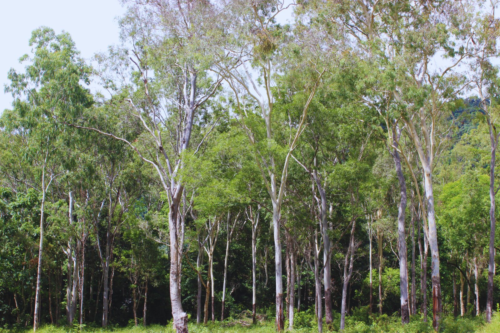 Emperor Estate 62 Jubilee Pocket Road JUBILEE POCKET 13