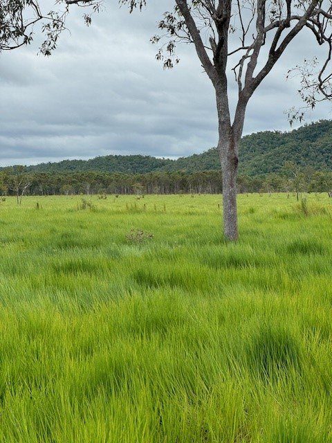 Lilly Waters Road  ANDROMACHE 3