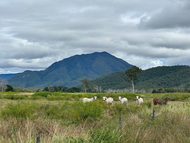 Lilly Waters Road  ANDROMACHE 6