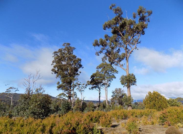 Lot 1 Braslins Road BLACK HILLS 3