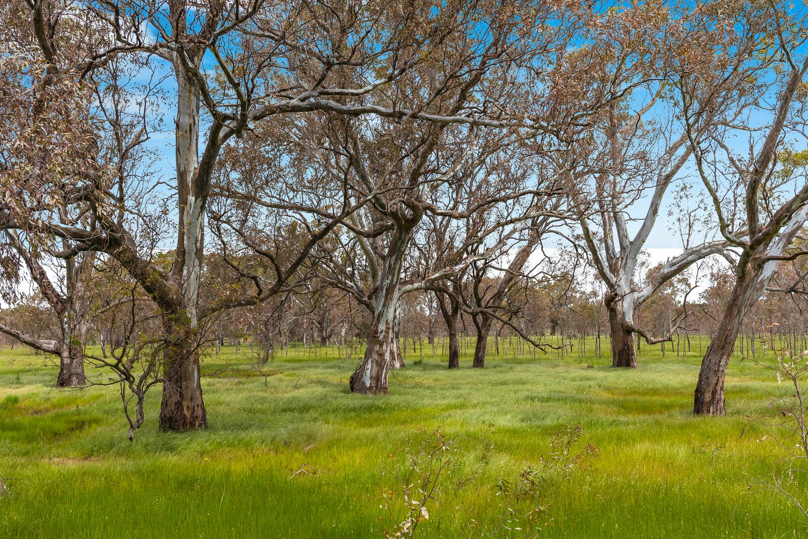 Real Estate and Property in Lot 1 Cnr Mount Lofty & Racecourse Road, Redesdale, VIC