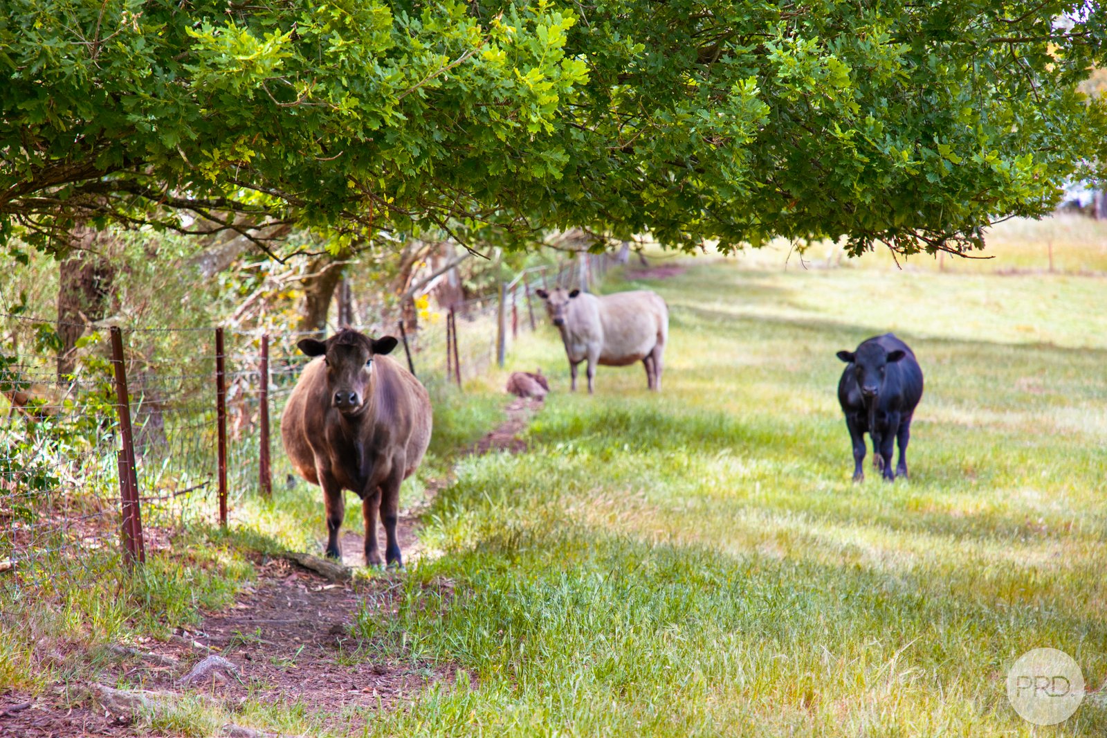 Lot 1 Flagstaff Ridge Road LINTON 9