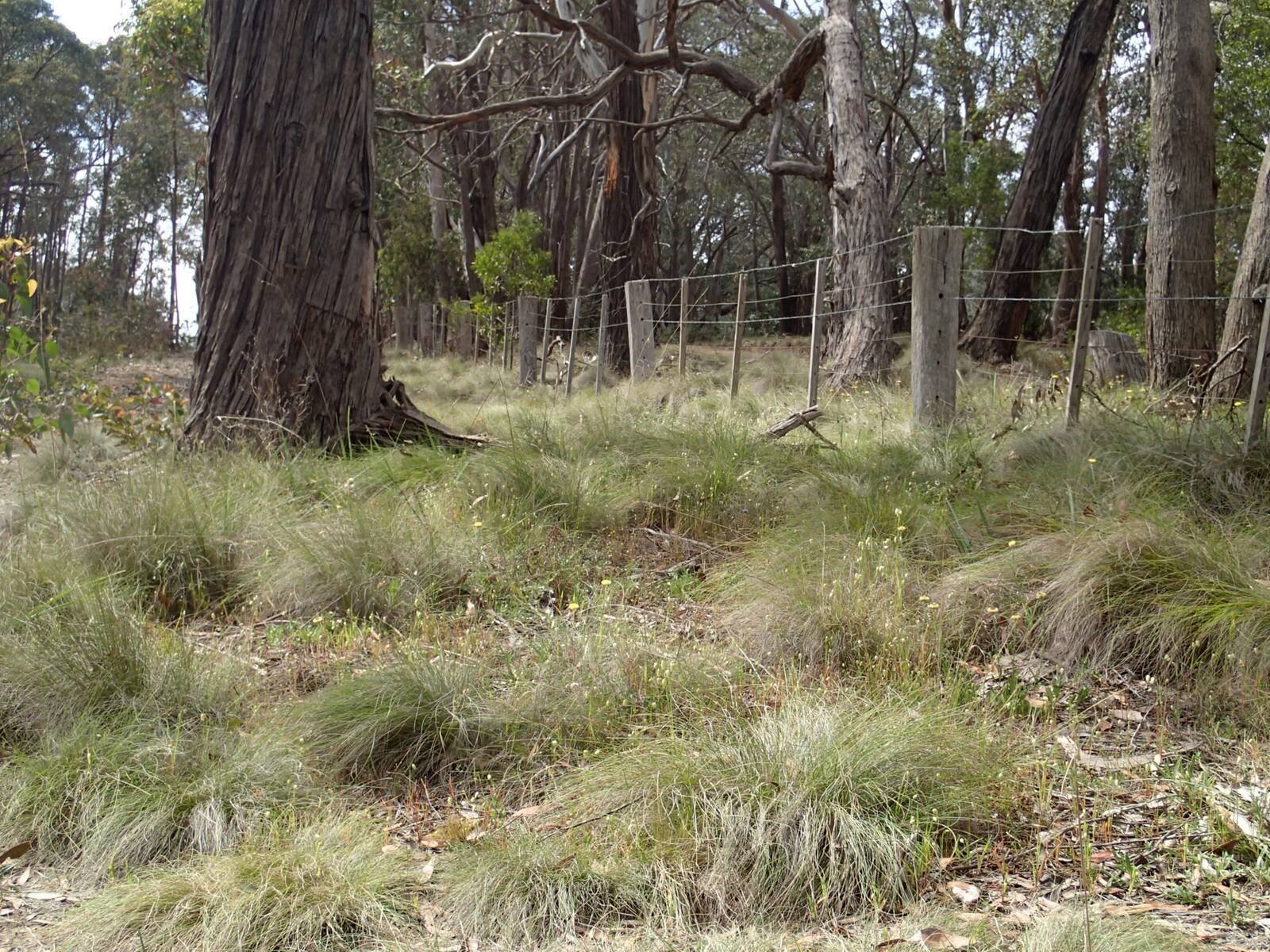 Real Estate and Property in Lot 1 Hennerbergs Road, Cobaw, VIC