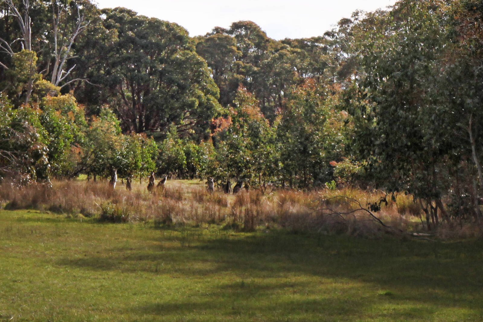 Real Estate and Property in Lot 1 Hennerbergs Road, Cobaw, VIC