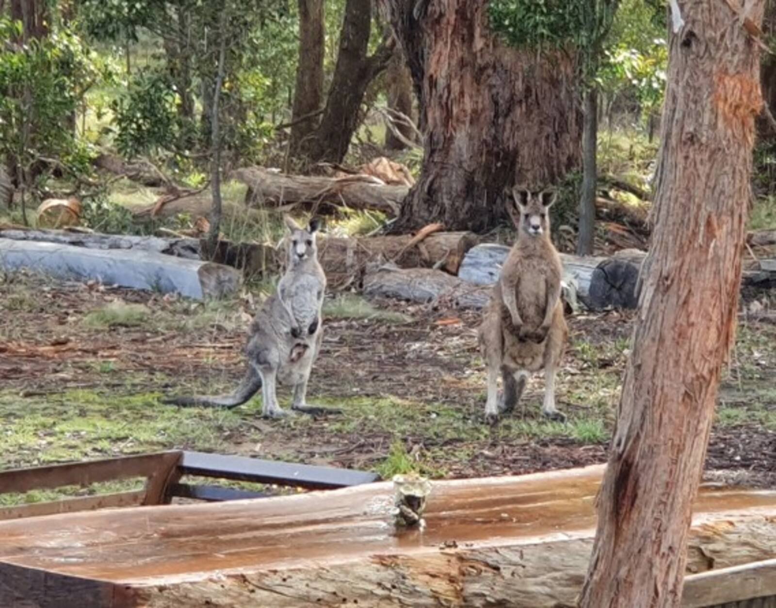 Real Estate and Property in Lot 1 Hennerbergs Road, Cobaw, VIC