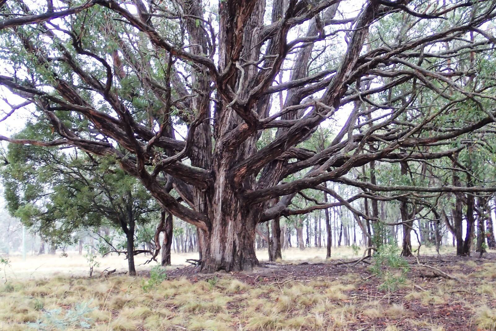 Real Estate and Property in Lot 1 Hennerbergs Road, Cobaw, VIC