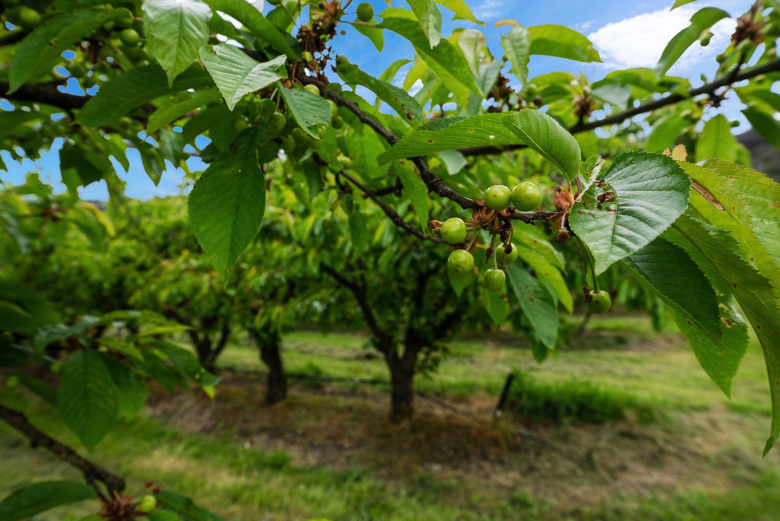  Lot 1 Hydehurst Road LACHLAN 5