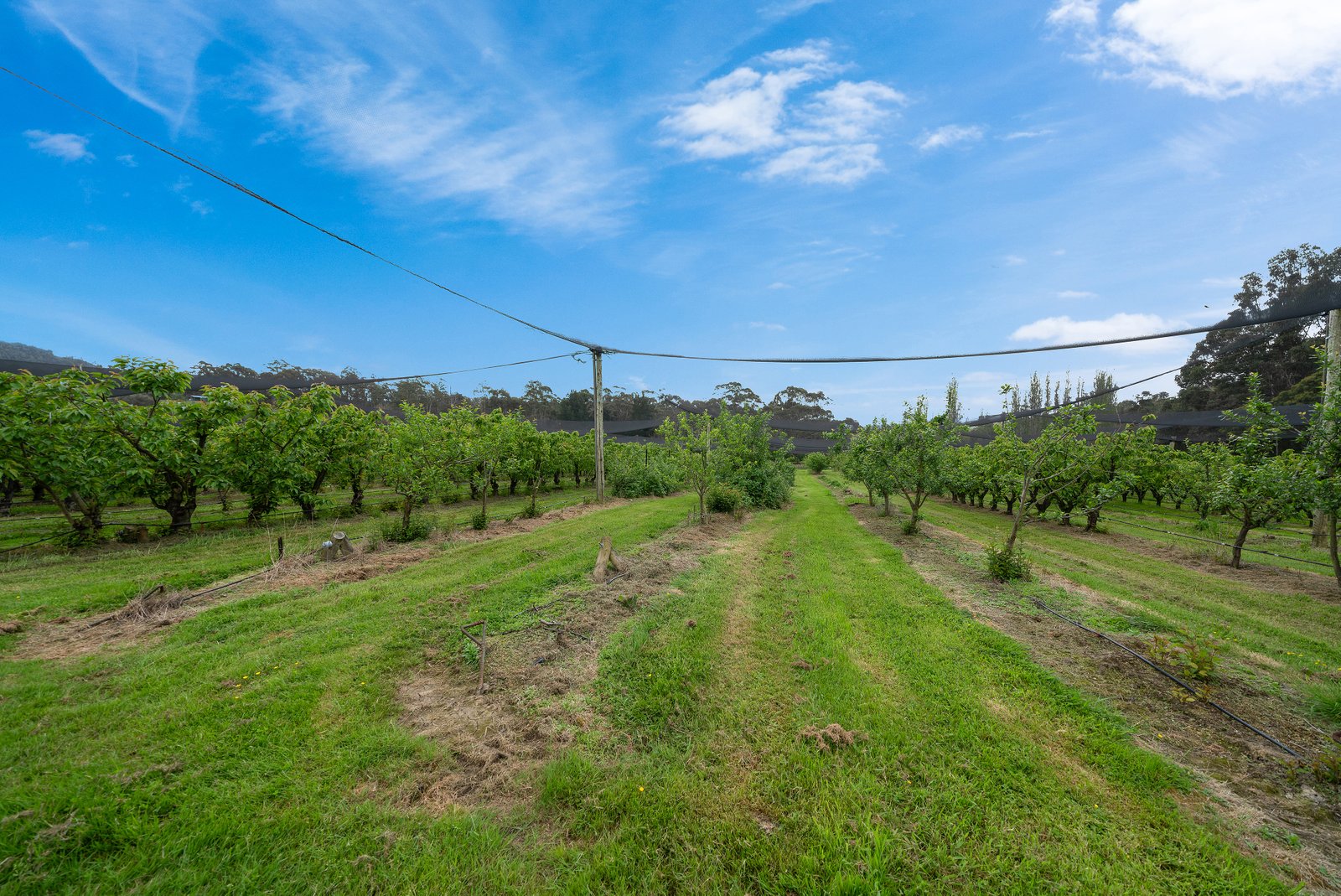  Lot 1 Hydehurst Road LACHLAN 14