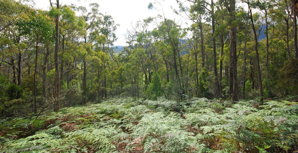 Lot 1 Lower Swamp Road LACHLAN 4