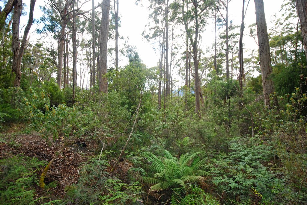 Lot 1 Lower Swamp Road LACHLAN 6