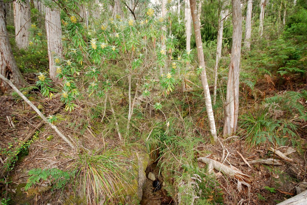 Lot 1 Lower Swamp Road LACHLAN 11