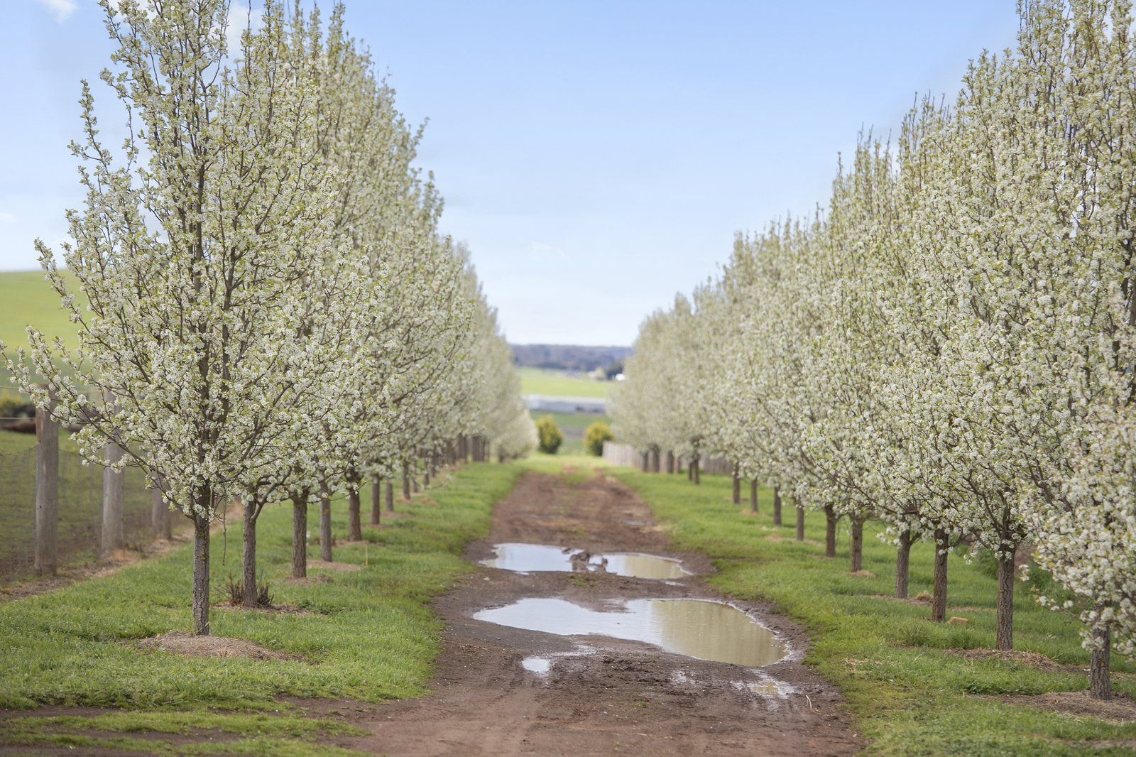 114 Cemetery Road SMEATON 7