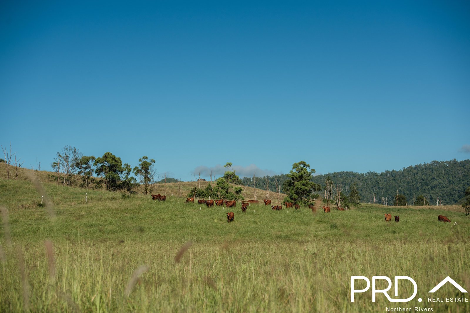 46 Lynches Creek Road WIANGAREE 32